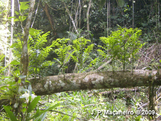 Cabralea canjerana