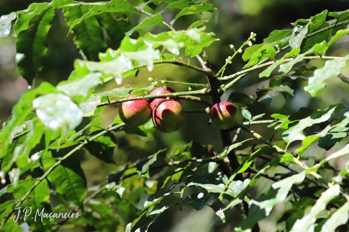 Cabralea canjerana