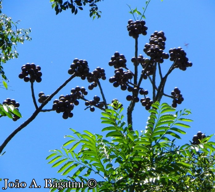 Cabralea canjerana