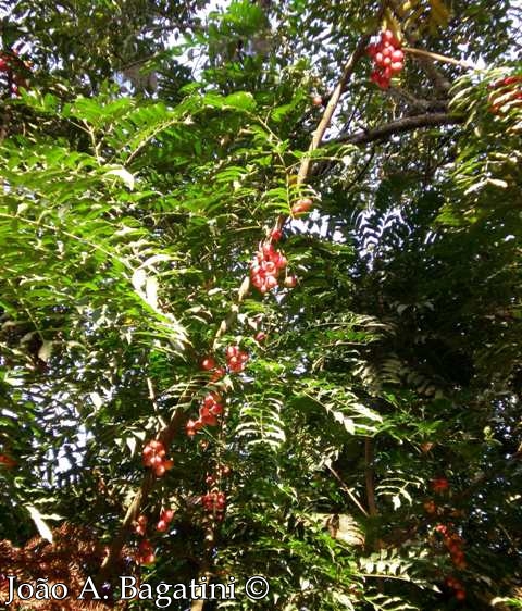 Cabralea canjerana