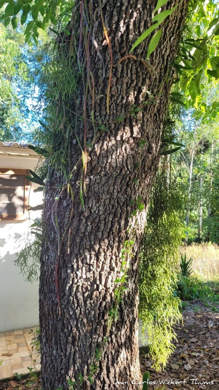 Cabralea canjerana