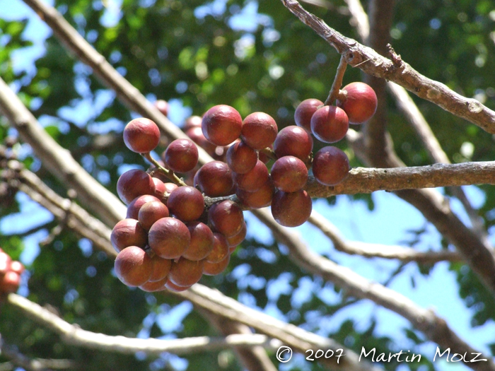 Cabralea canjerana