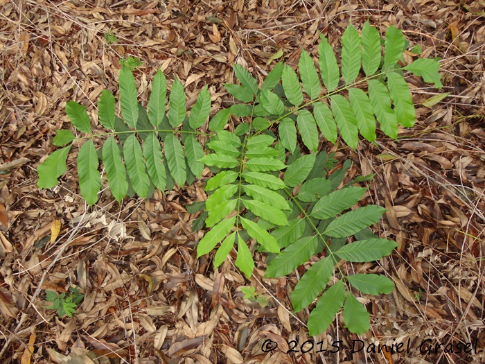 Cabralea canjerana