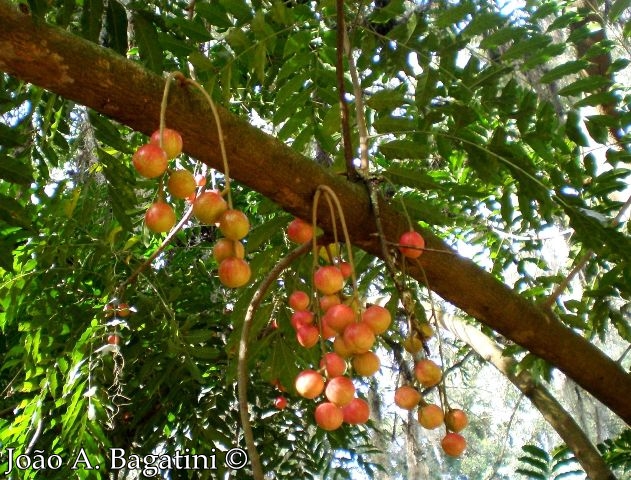 Cabralea canjerana