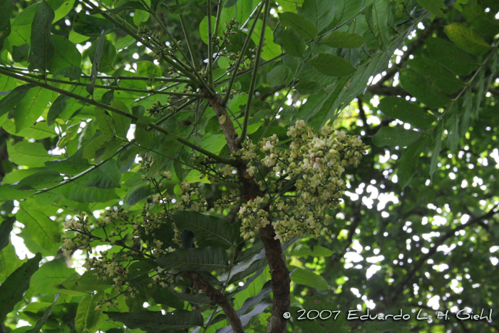 Cabralea canjerana