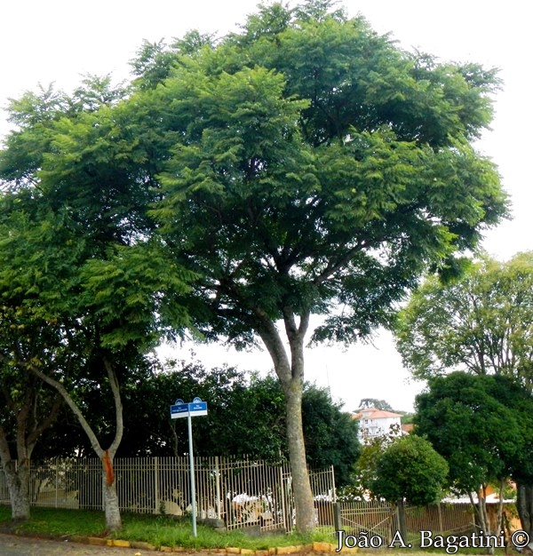 Jacaranda micrantha