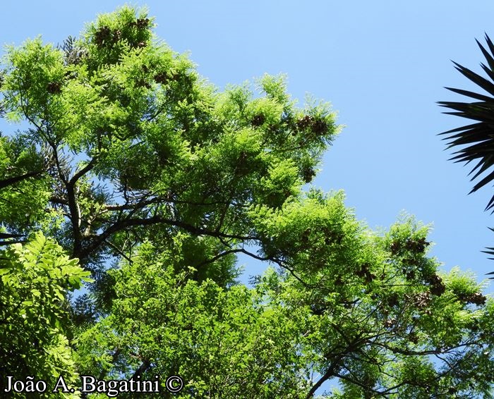 Jacaranda micrantha