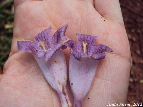 Jacaranda micrantha