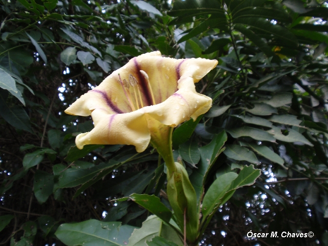 Solandra grandiflora