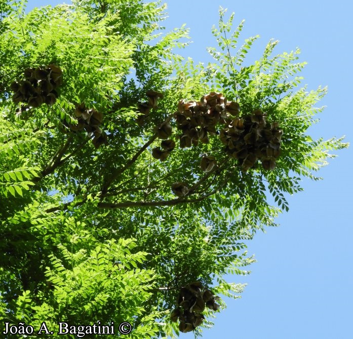 Jacaranda micrantha