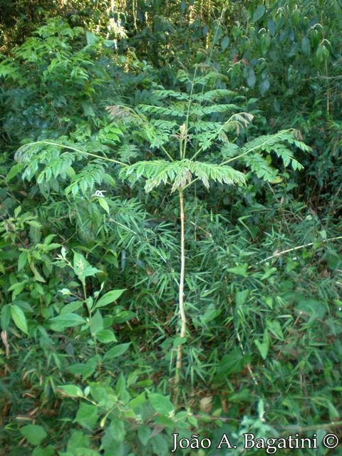 Jacaranda micrantha