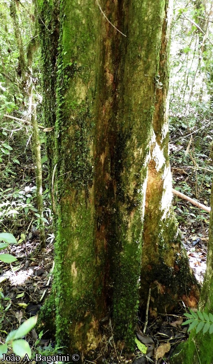 Jacaranda micrantha