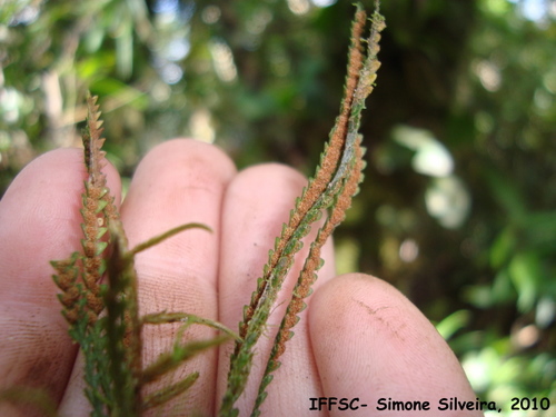 Lellingeria schenckii