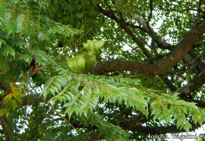 Jacaranda micrantha