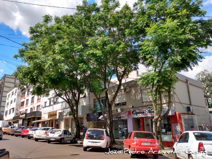 Jacaranda micrantha