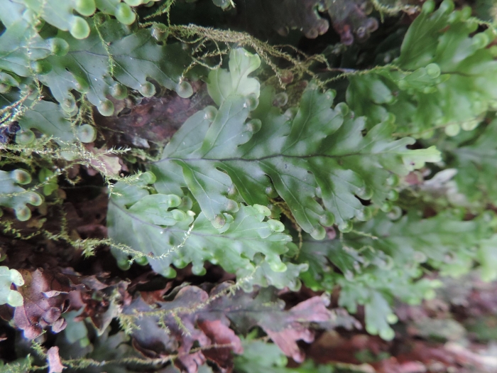 Hymenophyllum asplenioides
