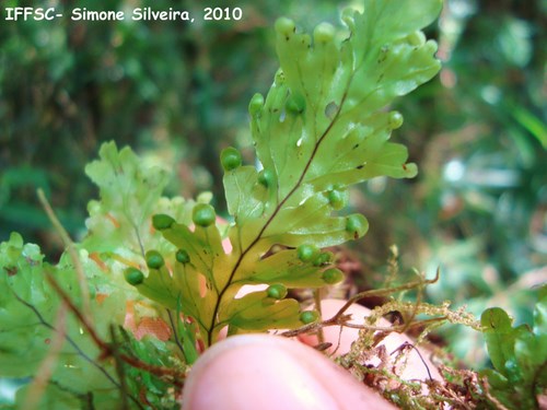 Hymenophyllum asplenioides