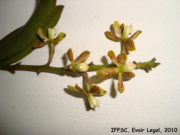 Encyclia vespa