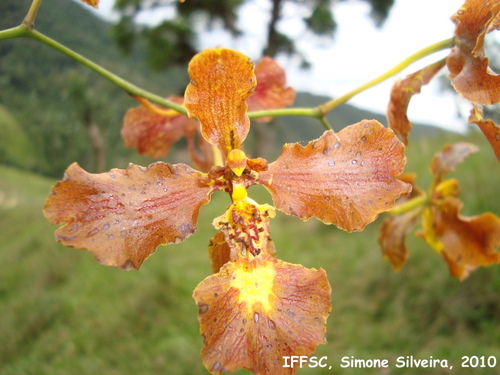 Oncidium crispum