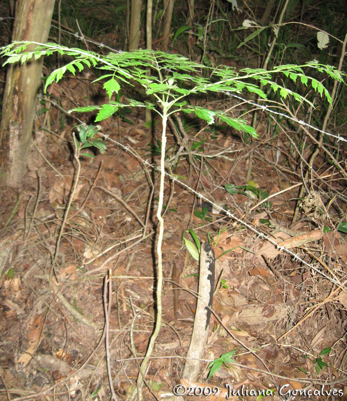 Jacaranda micrantha