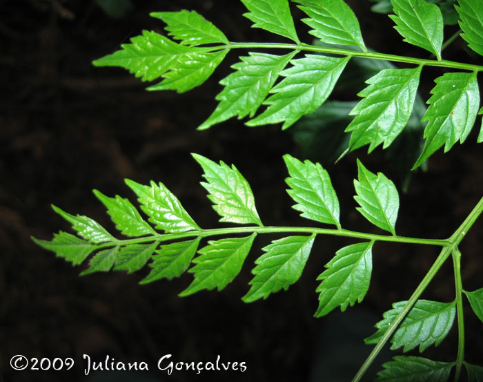 Jacaranda micrantha