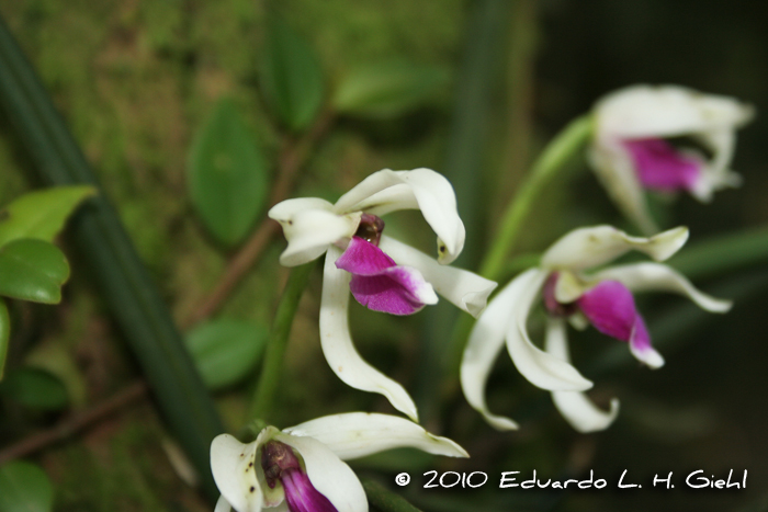 Leptotes bicolor