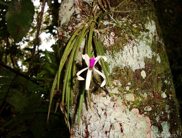 Leptotes bicolor