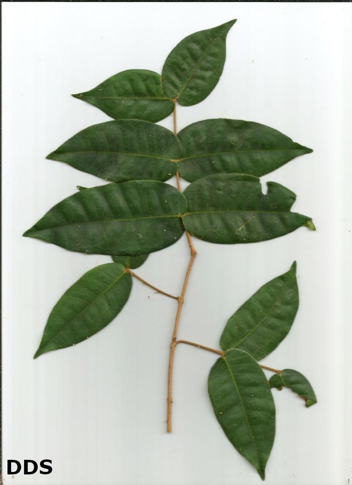 Eugenia catharinensis