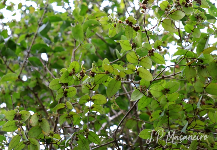 Eugenia catharinensis