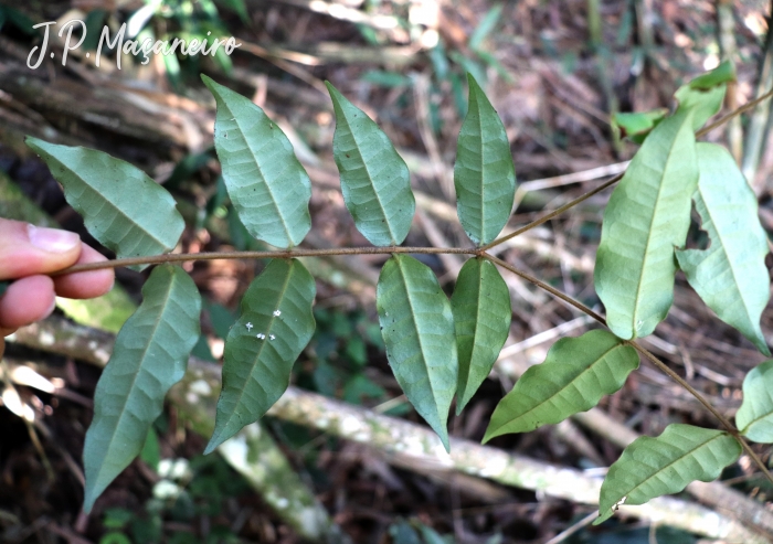 Eugenia catharinensis