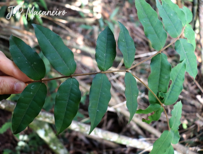 Eugenia catharinensis