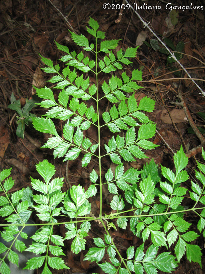 Jacaranda micrantha