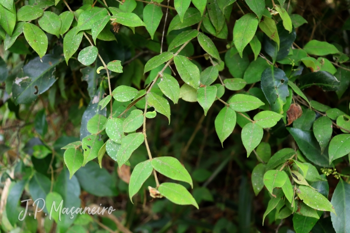 Eugenia catharinensis