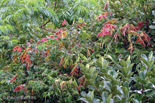 Eugenia catharinensis