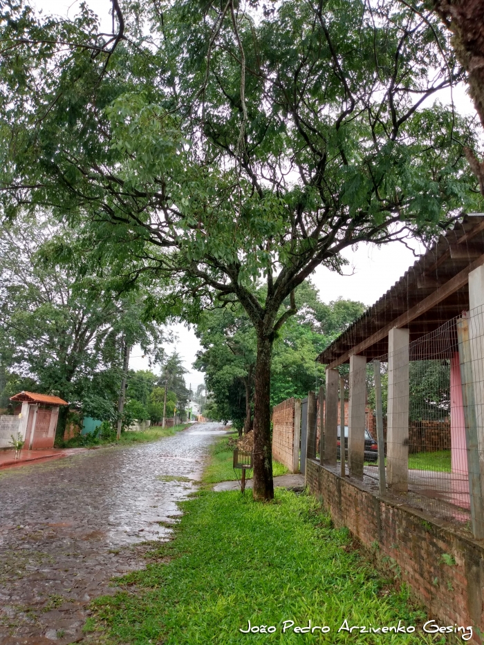 Jacaranda micrantha