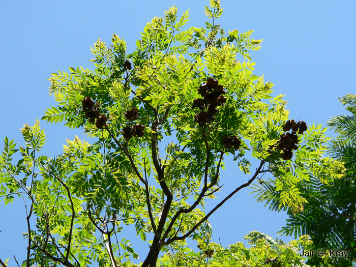 Jacaranda micrantha