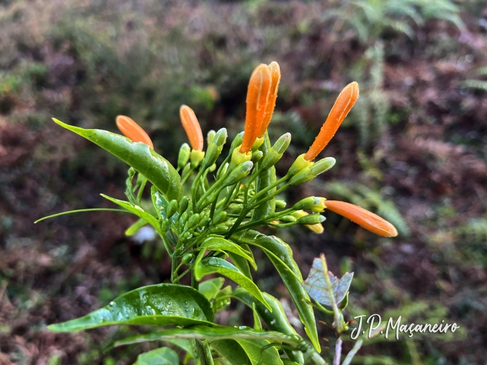 Pyrostegia venusta