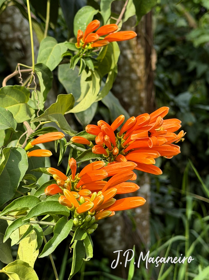 Pyrostegia venusta