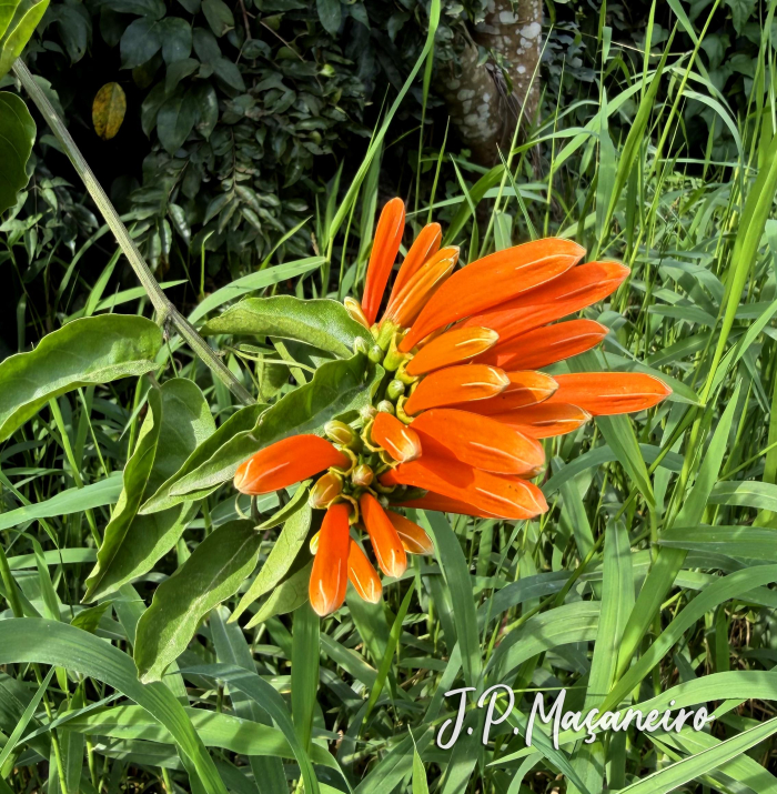 Pyrostegia venusta