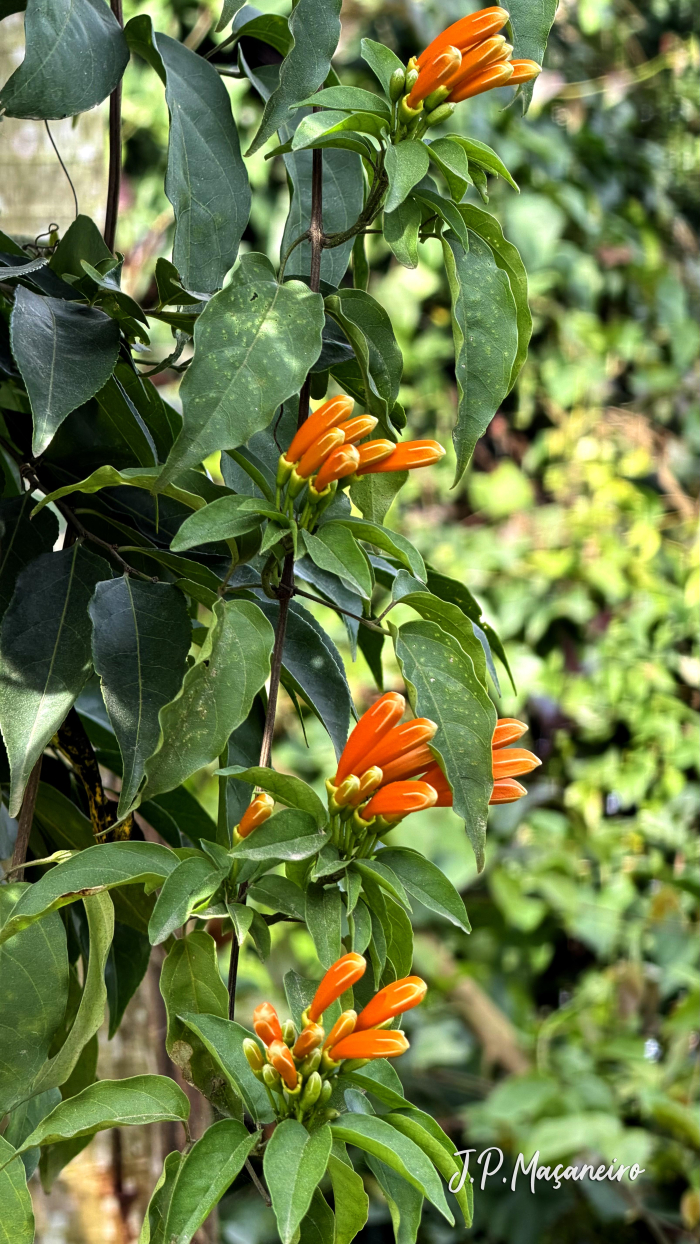 Pyrostegia venusta