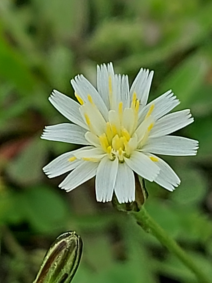 Hypochaeris albiflora