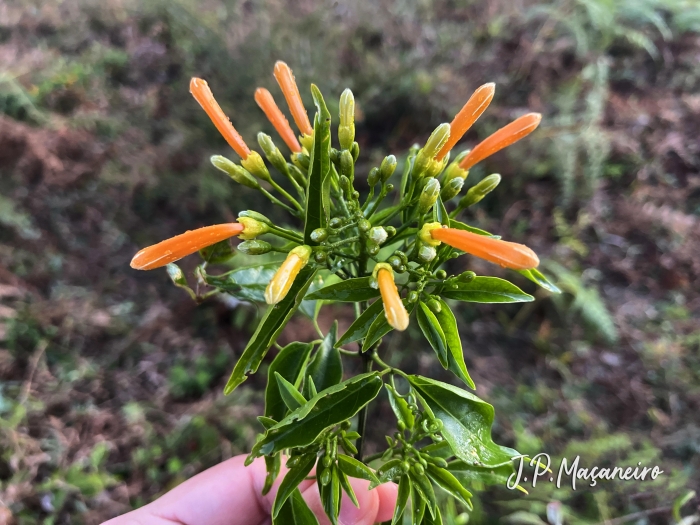 Pyrostegia venusta