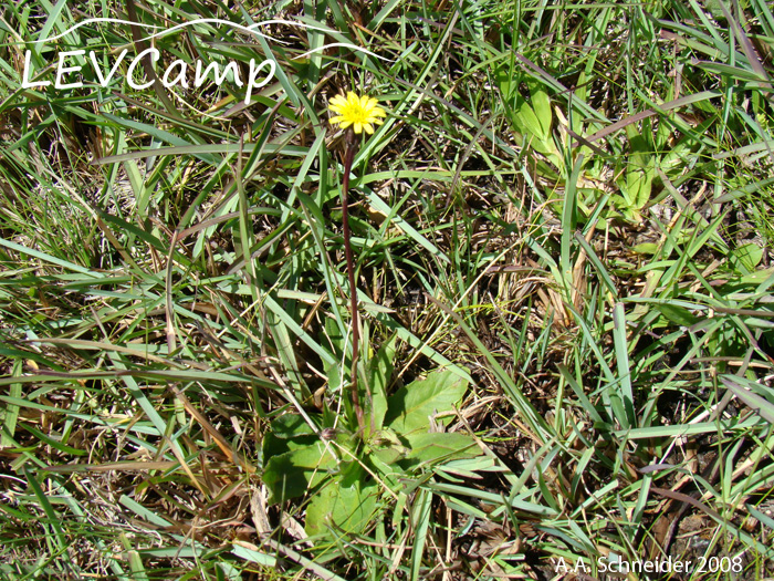 Hypochaeris catharinensis