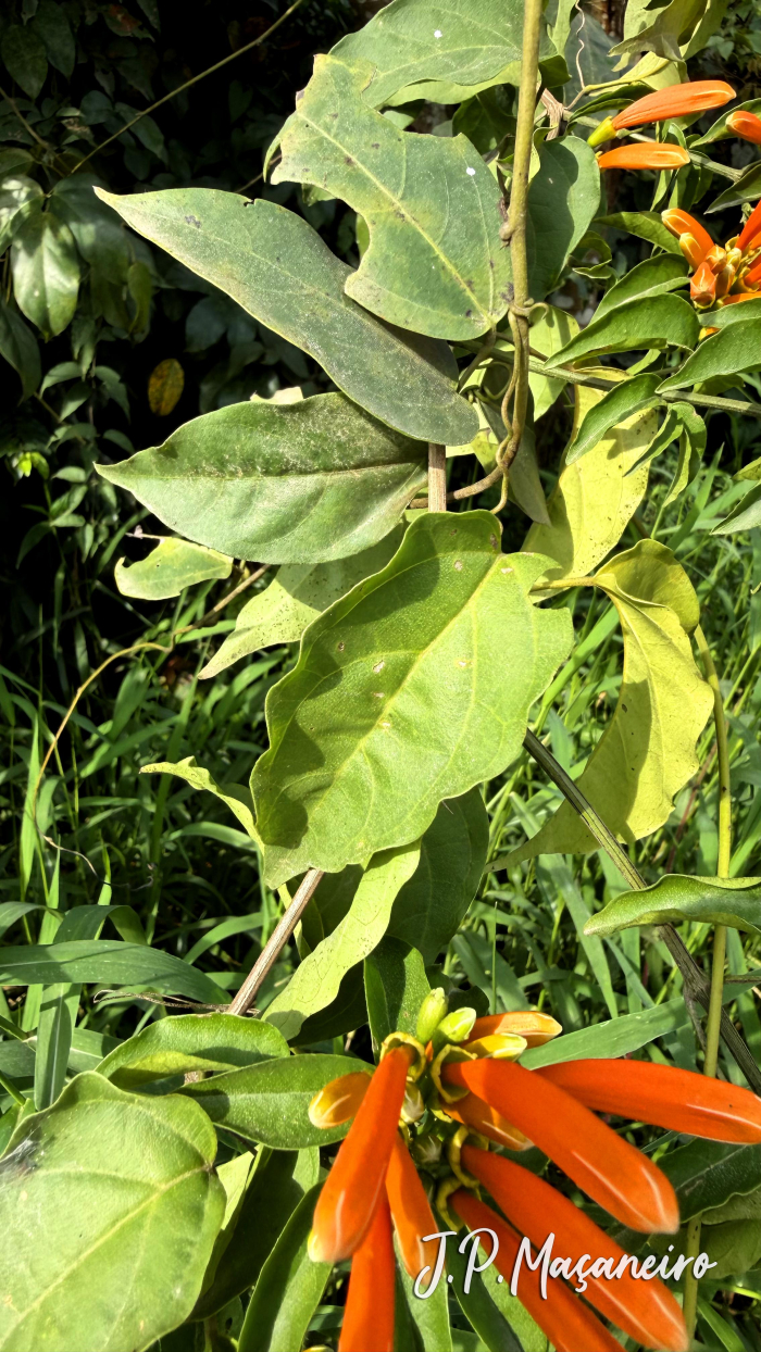 Pyrostegia venusta