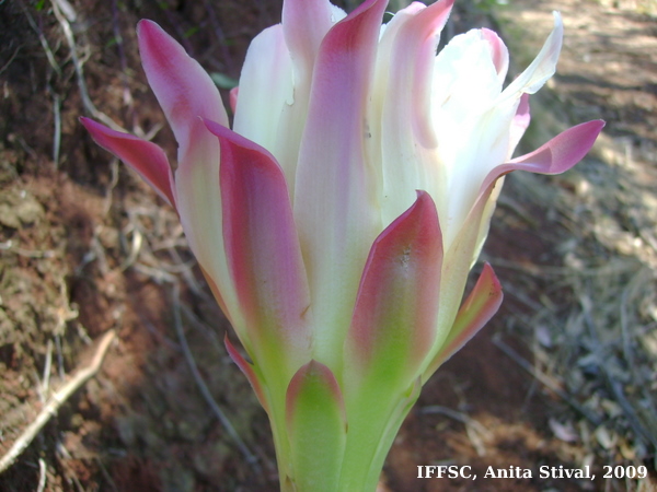 Cereus hildmannianus