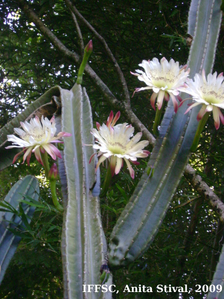 Cereus hildmannianus