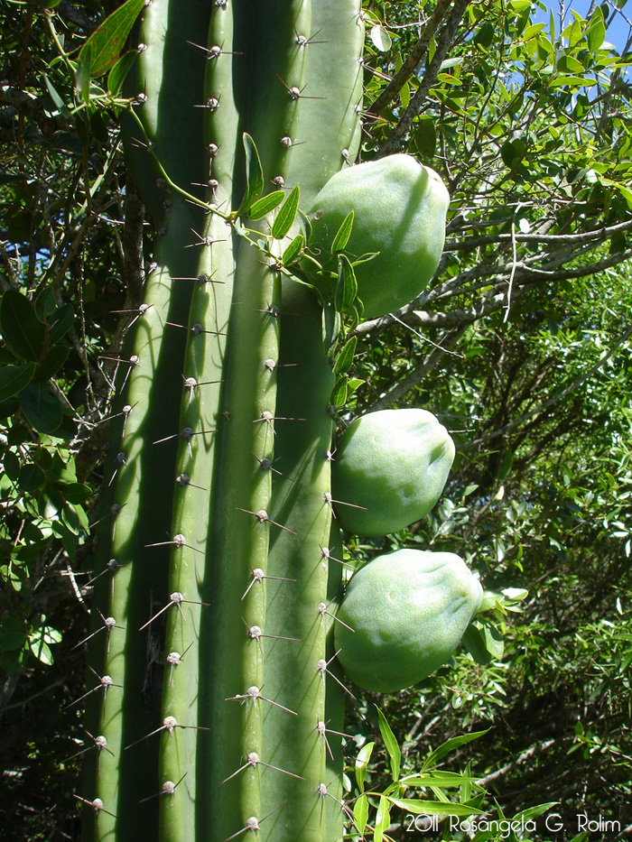 Cereus hildmannianus