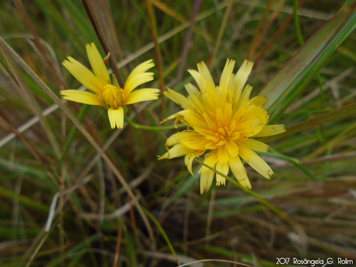 Hypochaeris lutea