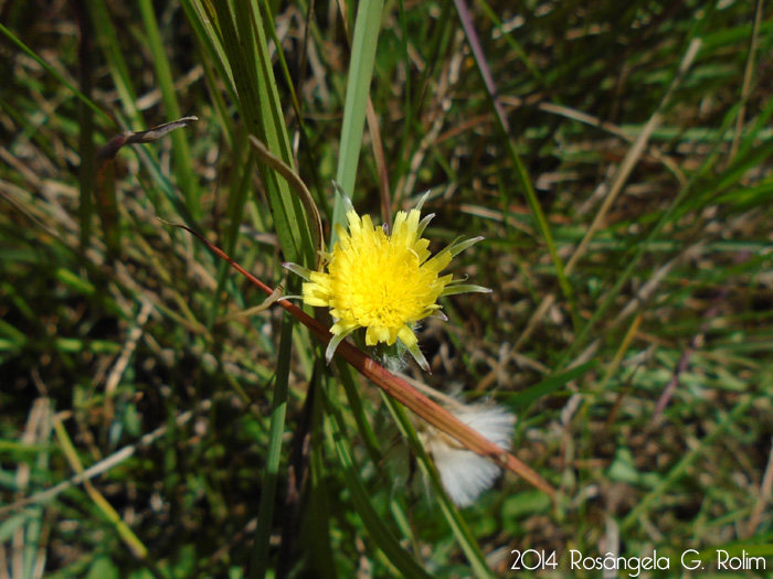 Hypochaeris megapotamica