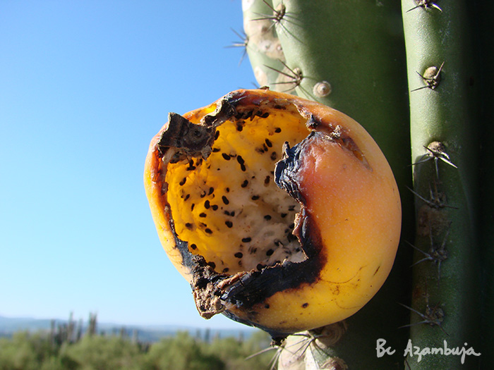 Cereus hildmannianus